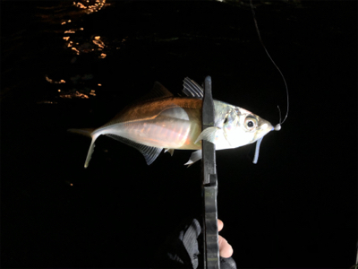 ボートアジング.メバリング /タツ建丸