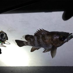 久々のメバリング