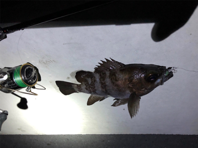 久々のメバリング