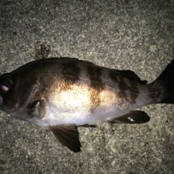 2020ライトゲーム第5戦