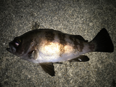 2020ライトゲーム第5戦