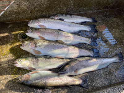 プールフィシング