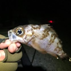 メバルはまだダメ？