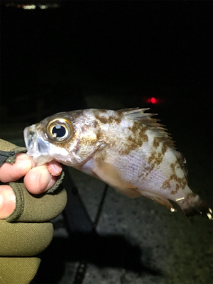 メバルはまだダメ？