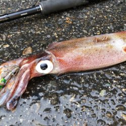 ヤリイカ邪道編