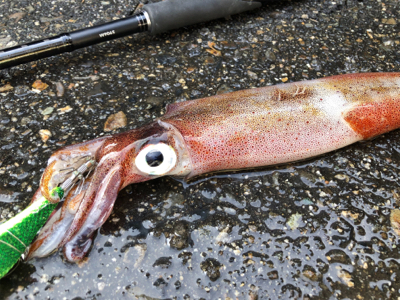 ヤリイカ邪道編