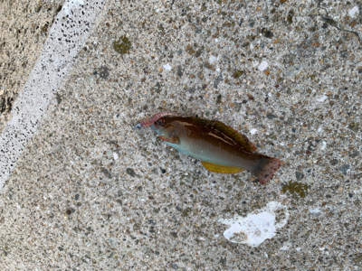 メバル は釣れず