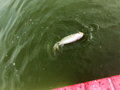 服部緑地　トラウト　月曜日　午前