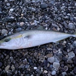 朝マズメの30分で