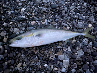 朝マズメの30分で