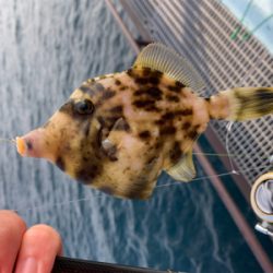 ヒラスズキと色々