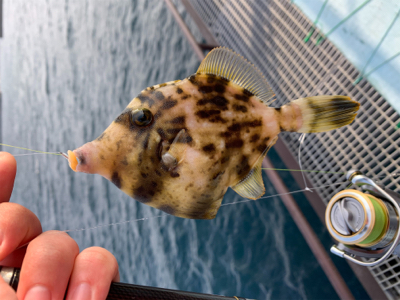 ヒラスズキと色々