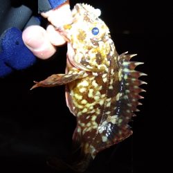 ナイトメバリング