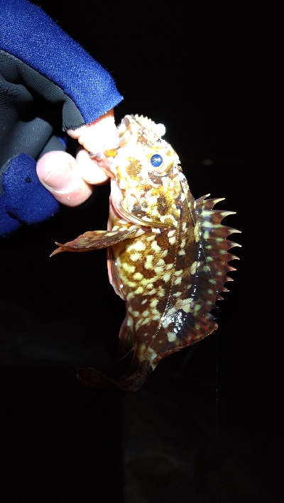 ナイトメバリング