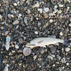 七里御浜ショアジギング