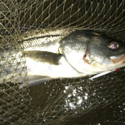 なんとか釣れた〜