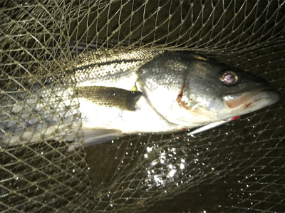 なんとか釣れた〜