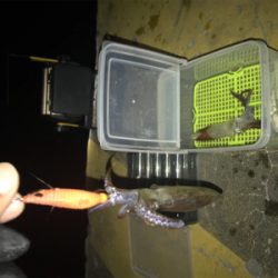 懲りずにヒイカ釣りσ(^_^;)