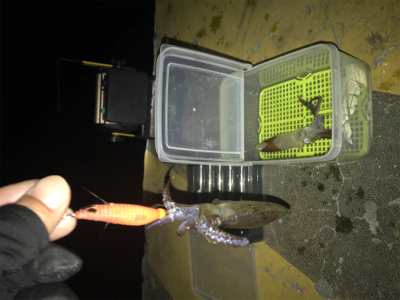 懲りずにヒイカ釣りσ(^_^;)