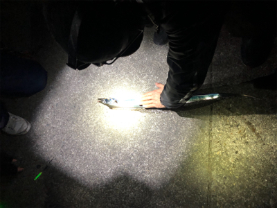 in和歌山　太刀魚釣り