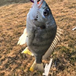 早起きは3枚の徳