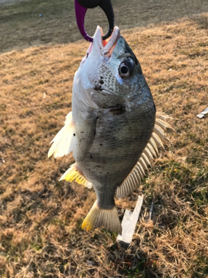 早起きは3枚の徳