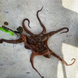 明石　　タコ釣り