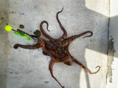 明石　　タコ釣り