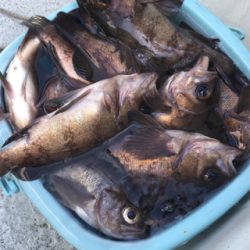 仙台湾スーパーライトジギング