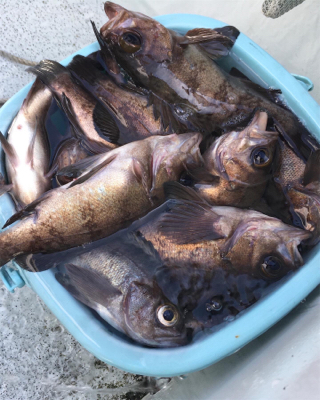 仙台湾スーパーライトジギング