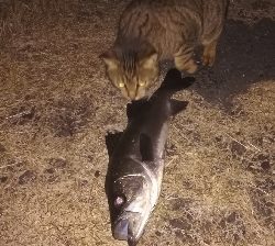 メバリング1805〜1850