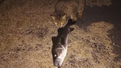 メバリング1805〜1850