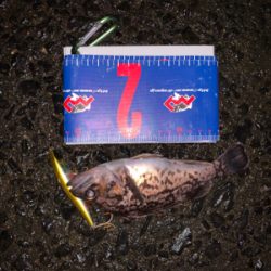 河口淡水域でアイナメ