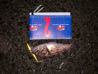 河口淡水域でアイナメ