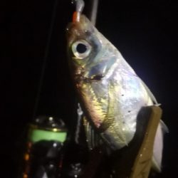 アジング練習 107