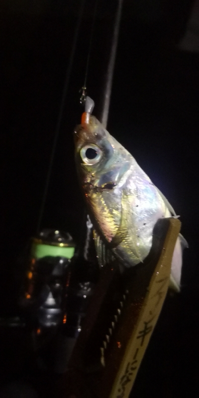 アジング練習 107