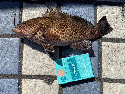 桜島を見ながらオオモンハタ