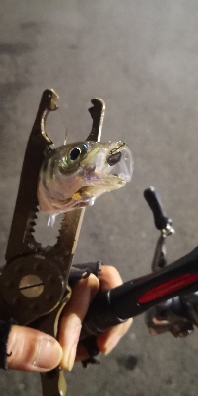 アジング練習 108