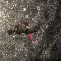 アジングのはずが