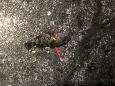 アジングのはずが