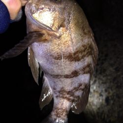 ナイトメバリング