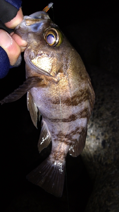 ナイトメバリング