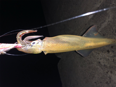 今年初エギング