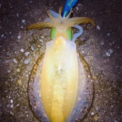 まだまだ出ましたキロアップ!