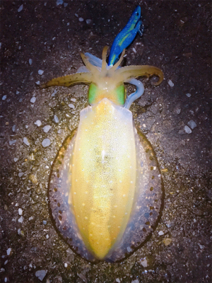 まだまだ出ましたキロアップ!