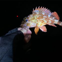 寒さに耐えてのアジング