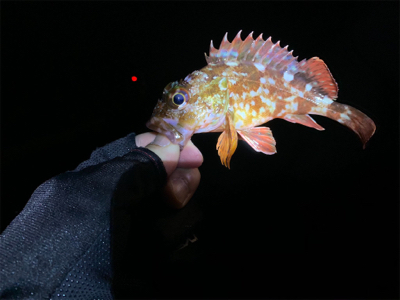 寒さに耐えてのアジング