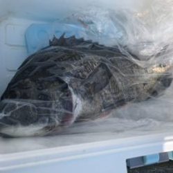 7連続ボゥズ回避！