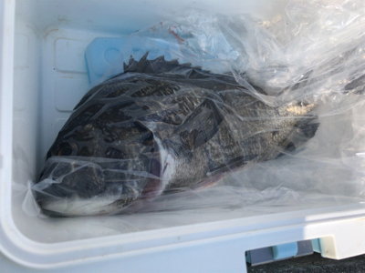 7連続ボゥズ回避！