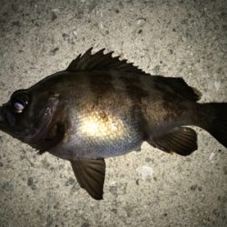 2020ライトゲーム第6戦